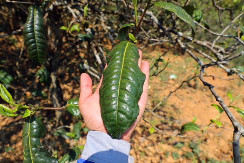 2023年忙肺古樹春茶品質(zhì)怎么樣？