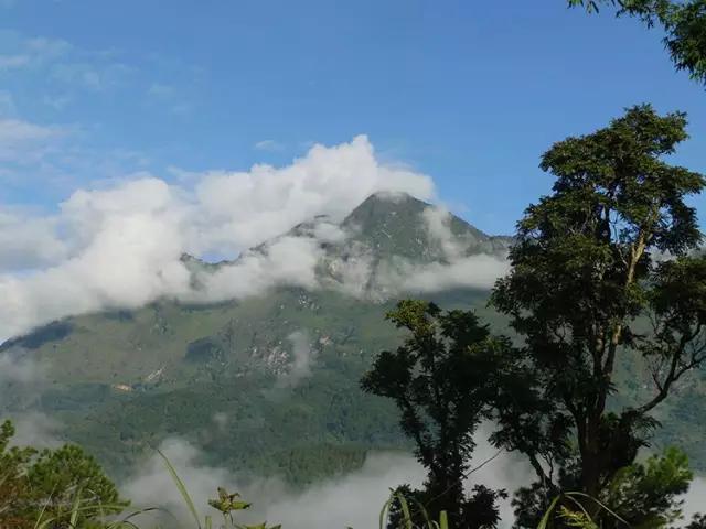 2023年忙肺古樹春茶多少一公斤？