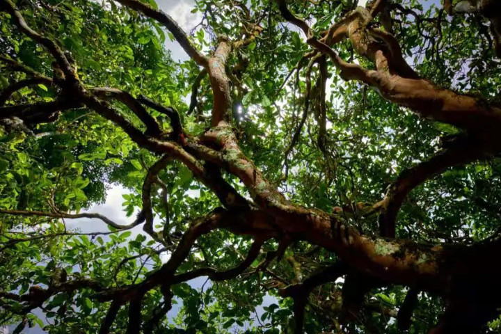 2023年那罕古樹春茶價格是多少？