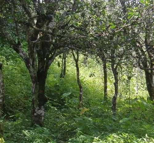 2023年小戶賽古樹春茶價格多少？