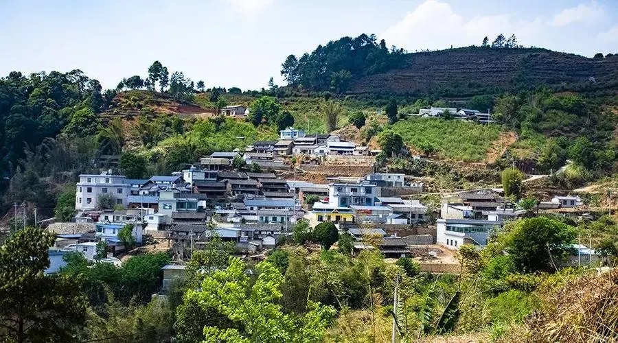 2023年正氣塘古樹春茶口感如何？