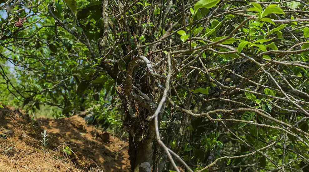 2023年正氣塘古樹春茶特點是什么？