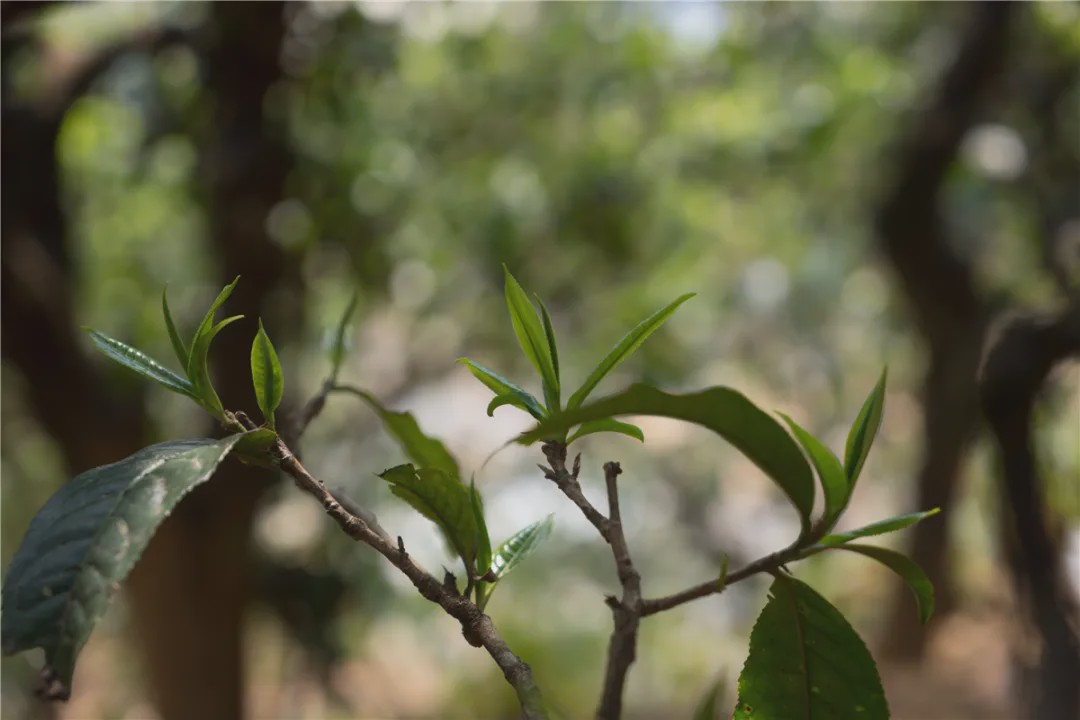 2023年壩糯古樹(shù)春茶品質(zhì)如何？