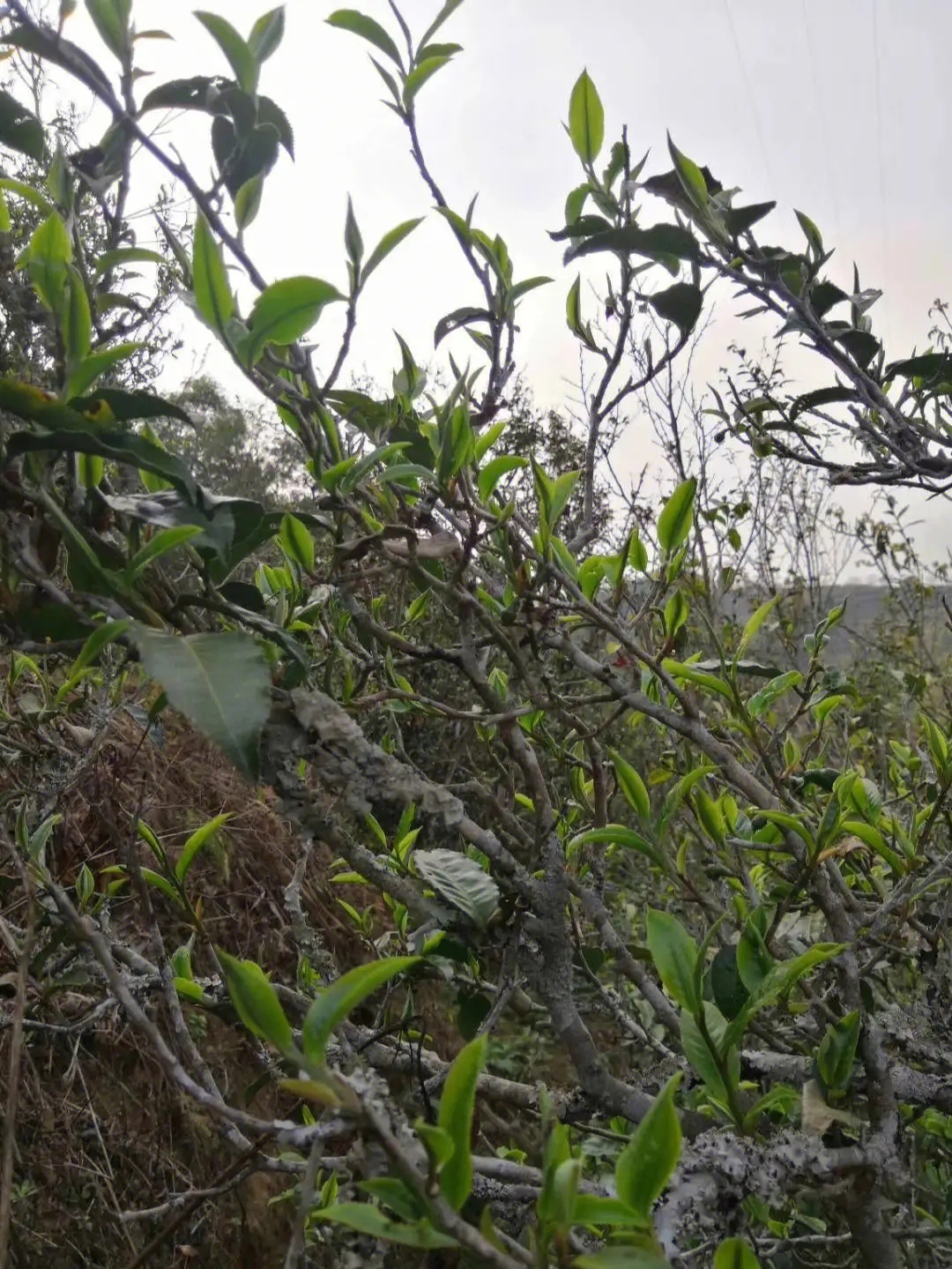 2023年壩糯古樹春茶多少一公斤？