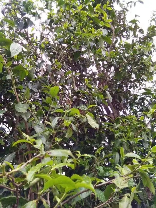 2023年那蕉古樹春茶口感怎么樣？