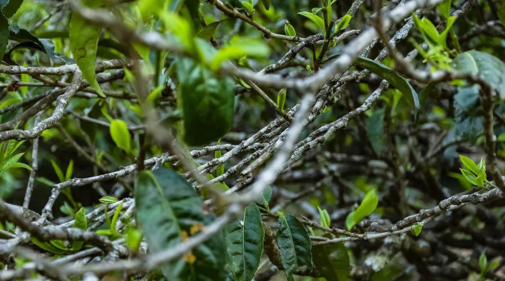 2023年那蕉古樹春茶多少一公斤？