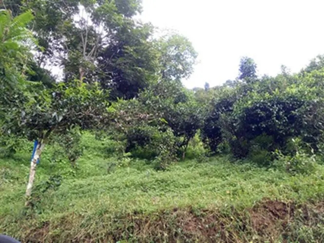 2023年南迫古樹春茶品質(zhì)怎么樣？