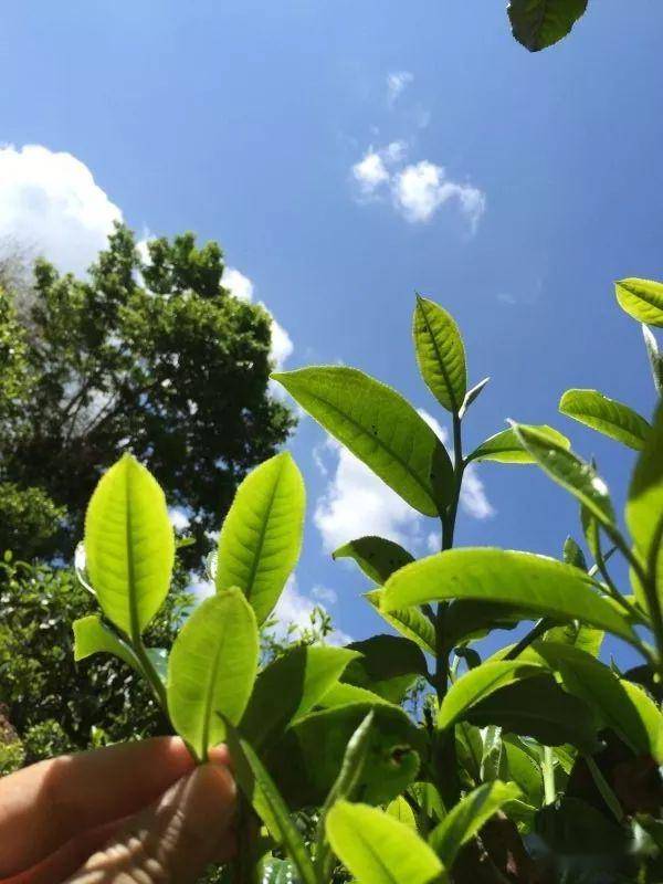 2023年南迫古樹春茶價格是多少？