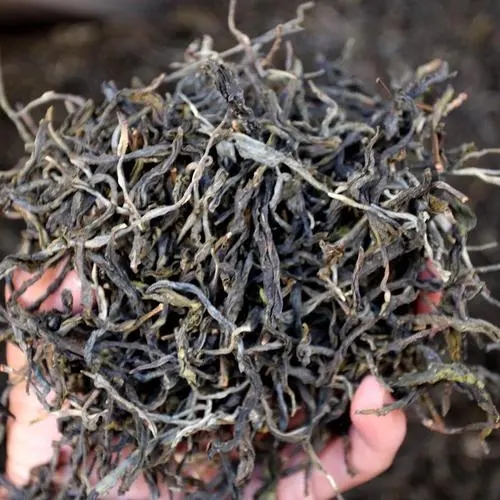 2023年地界古樹春茶品質(zhì)如何？