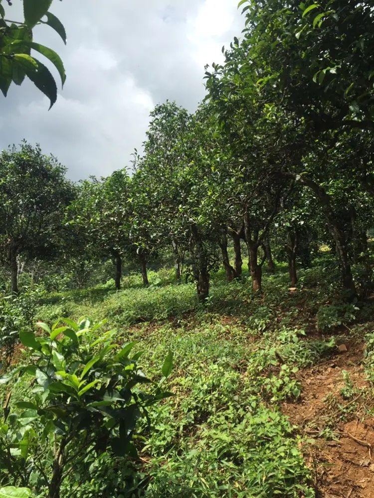 2023年地界古樹春茶特點是什么？