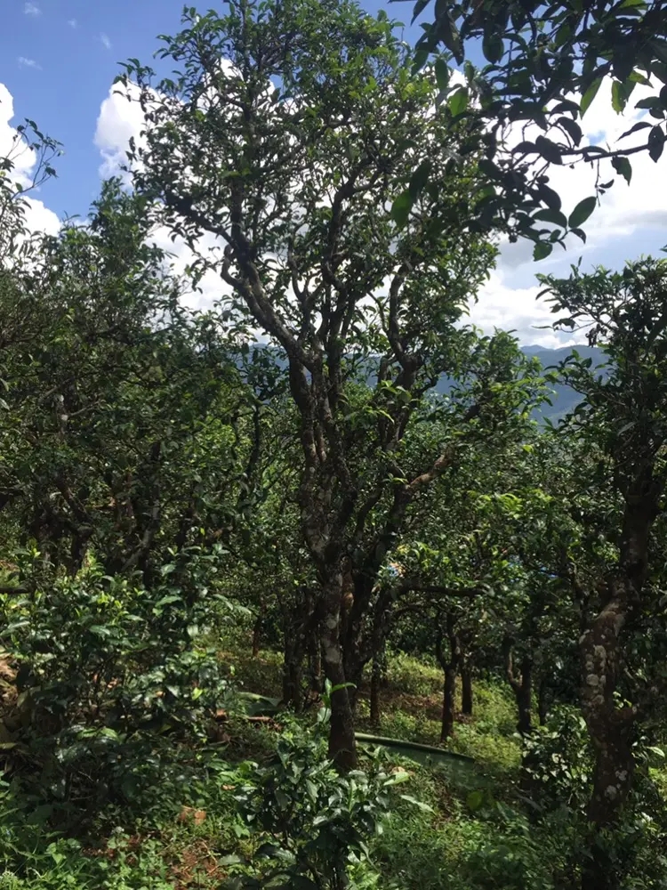 2023年地界古樹春茶多少錢一公斤？