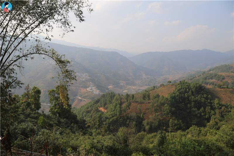 2023年壩歪古樹春茶品質(zhì)如何？