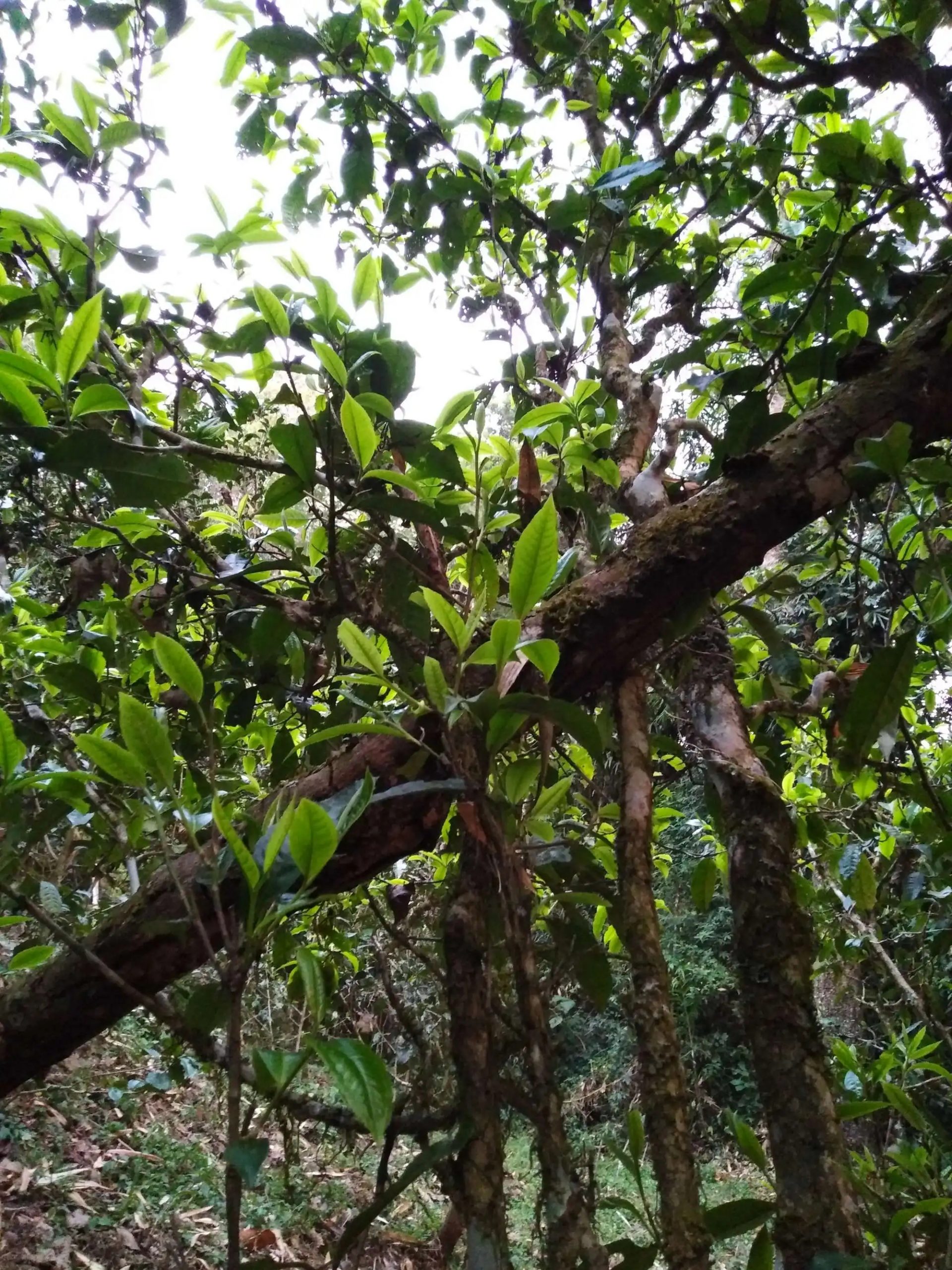 2023年糯伍古樹春茶品質(zhì)如何？