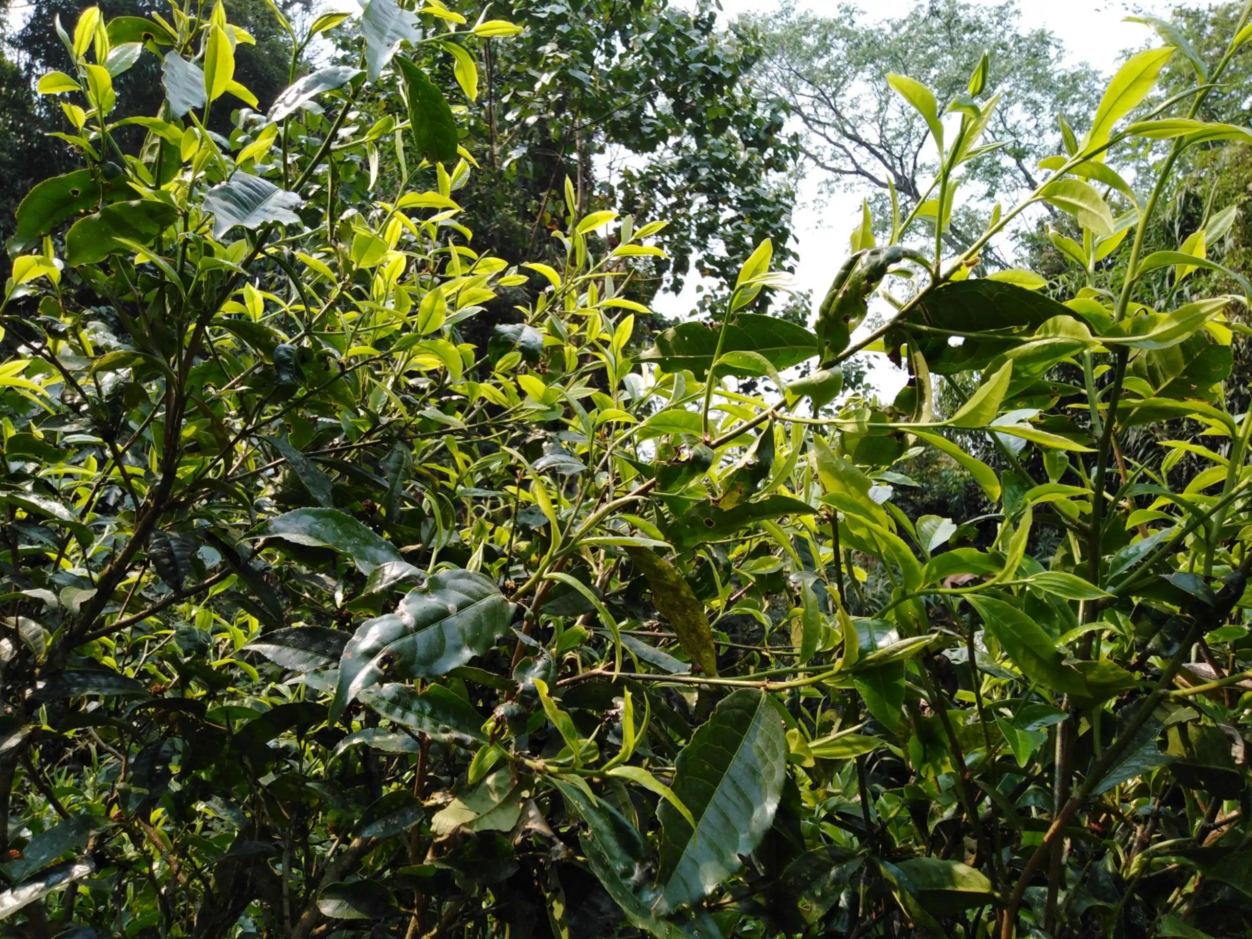 2023糯伍古樹春茶口感怎么樣？