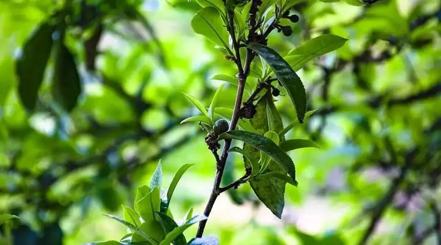 2023糯伍古樹春茶價格是多少？