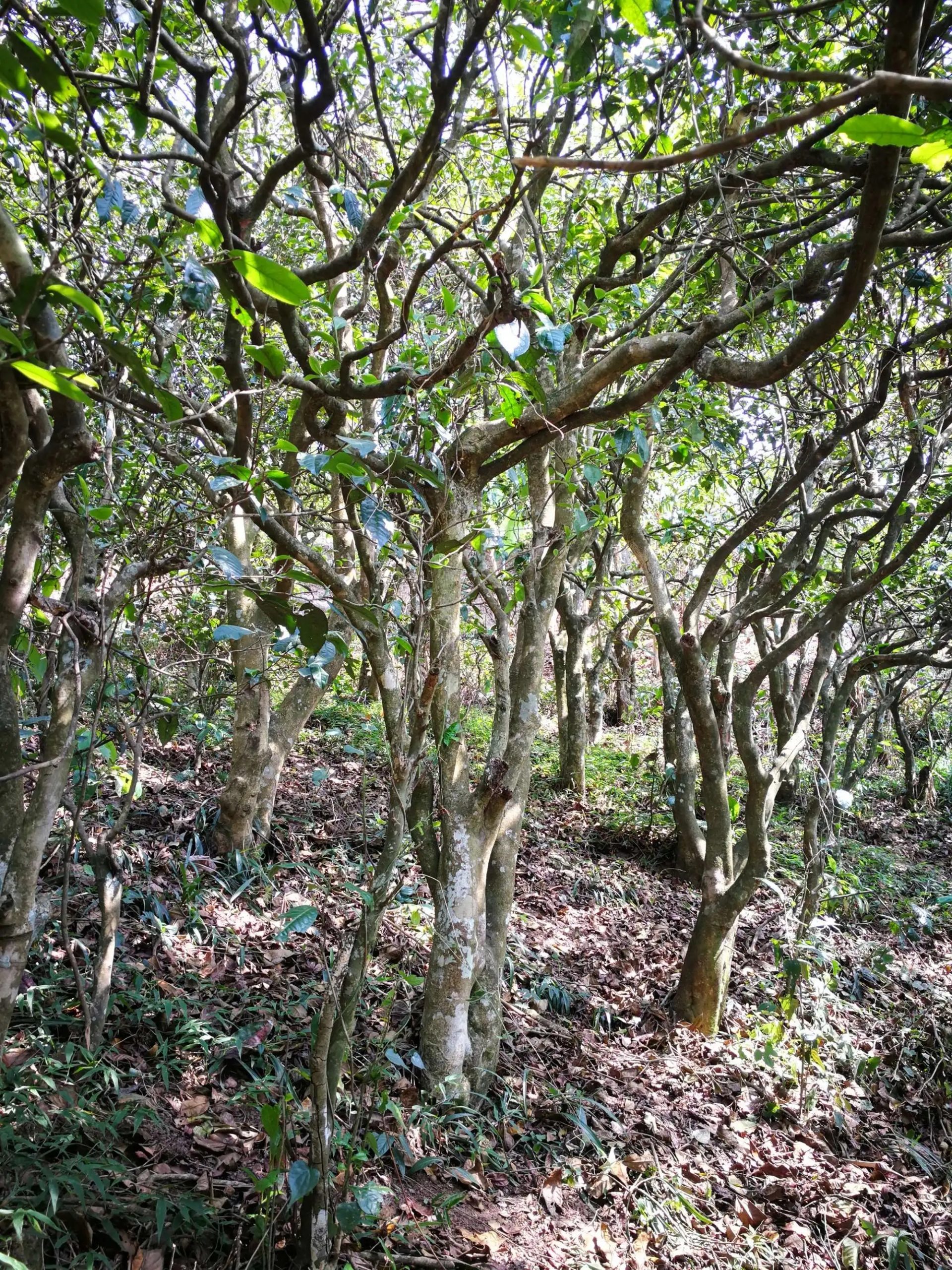 2023年糯伍古樹春茶多少一公斤？