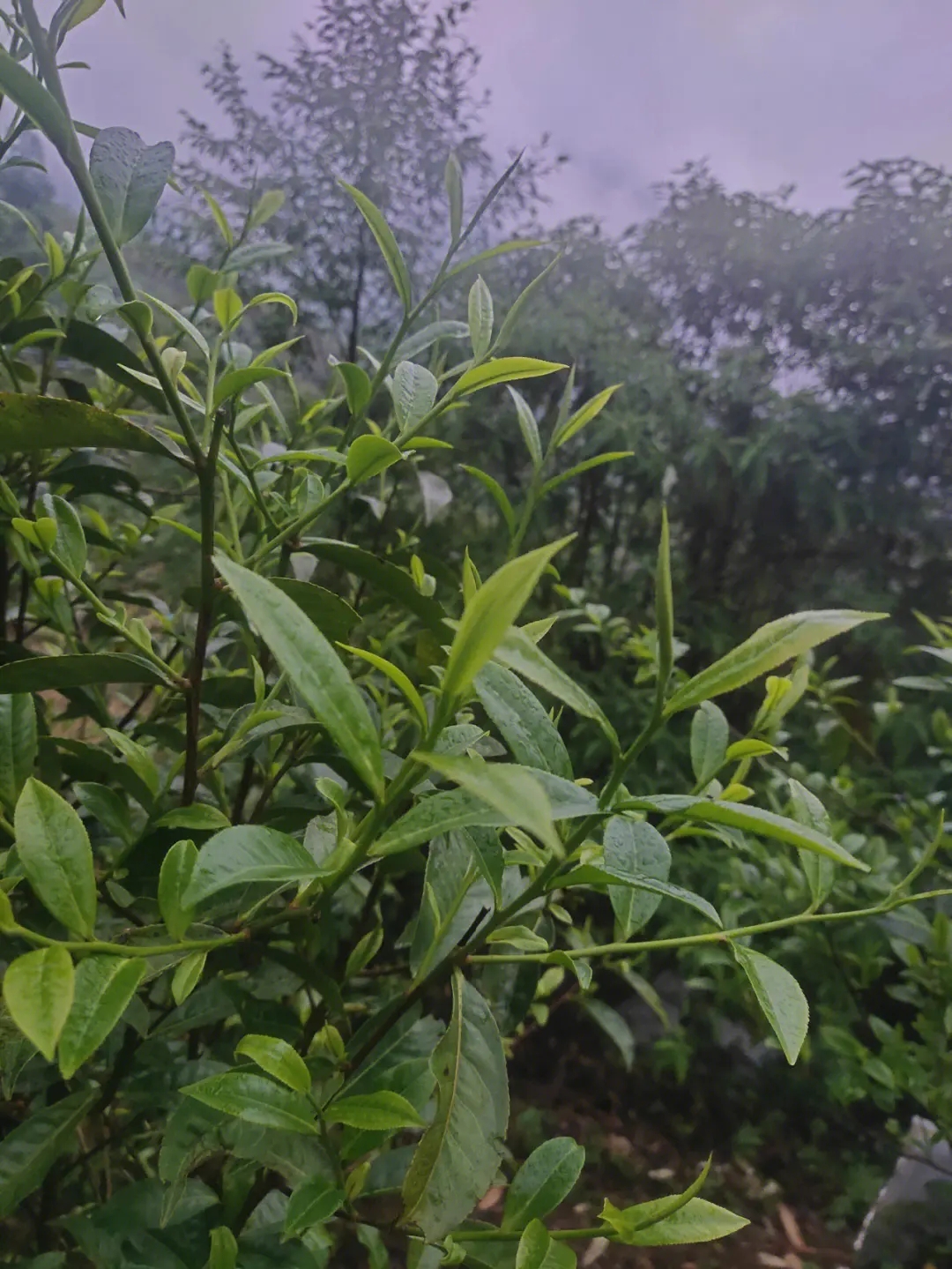 2023年薄荷塘古樹春茶特點？