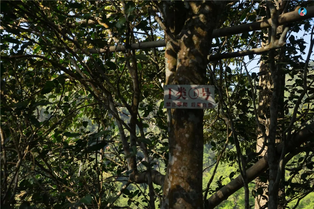 2023年薄荷塘古樹春茶價格是多少？