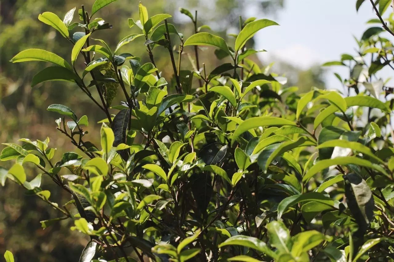 2023年彎弓古樹春茶品質(zhì)如何？