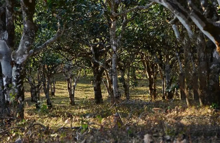 2023年彎弓古樹春茶特點是什么？