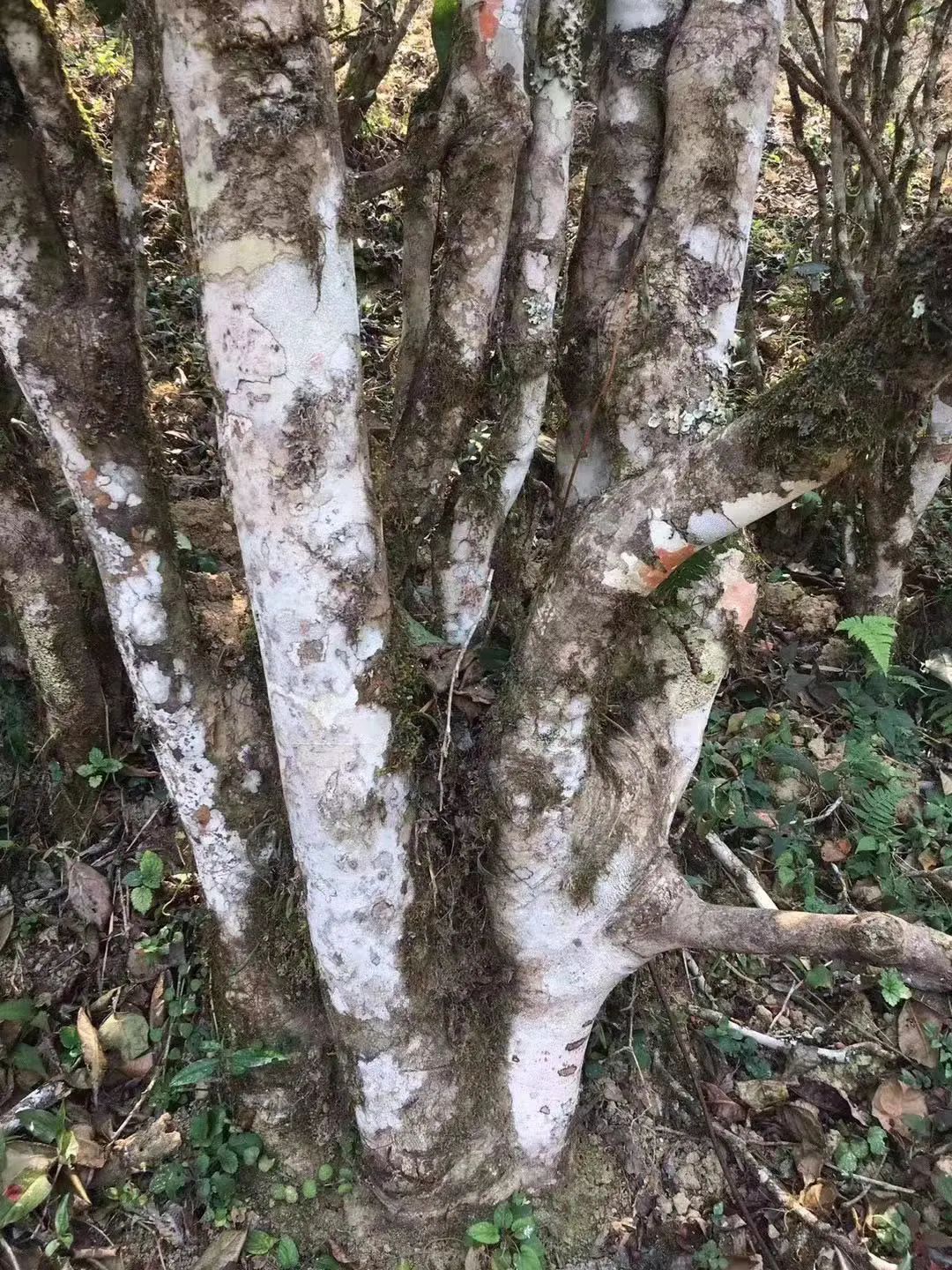 2023年彎弓古樹春茶口感如何？