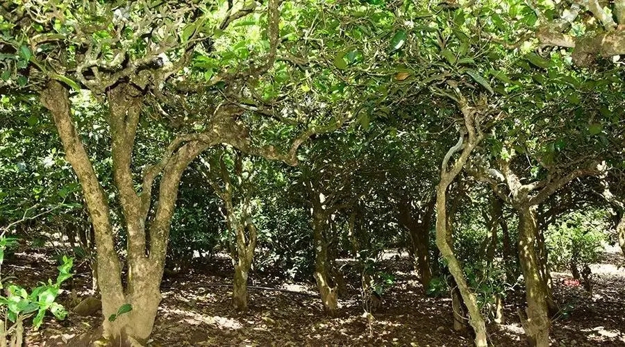 2023年勐庫大忠山古樹春茶多少錢一公斤？