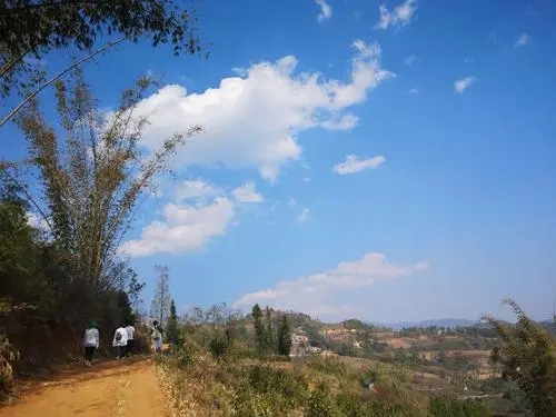 2023年勐庫豆腐寨古樹春茶特點(diǎn)是什么？