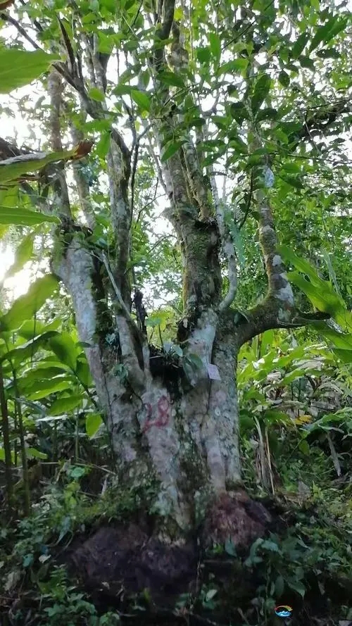 2023年麻栗坡古樹(shù)春茶品質(zhì)如何？
