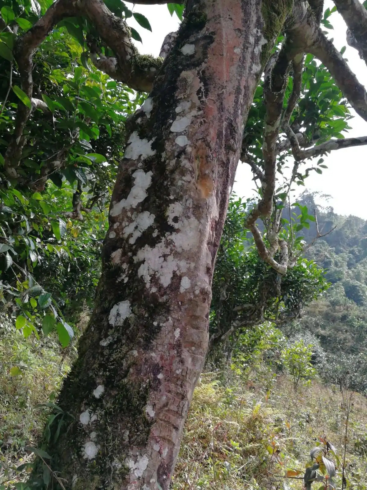 2023年麻栗坡古樹(shù)春茶特點(diǎn)是什么？