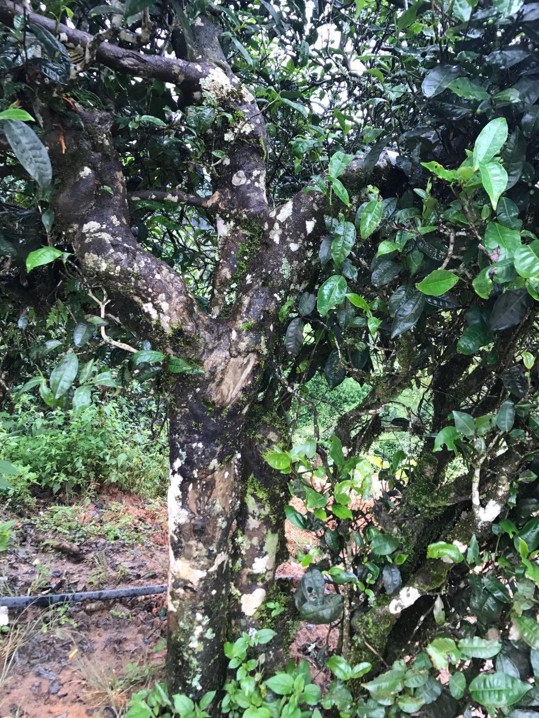 2023年麻栗坡古樹(shù)春茶價(jià)格是多少？