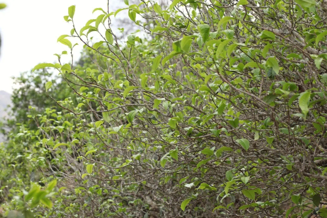 2023年鍋底塘古樹春茶價格多少？