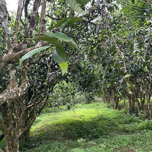 2023年永德大雪山古樹春茶特點是什么？