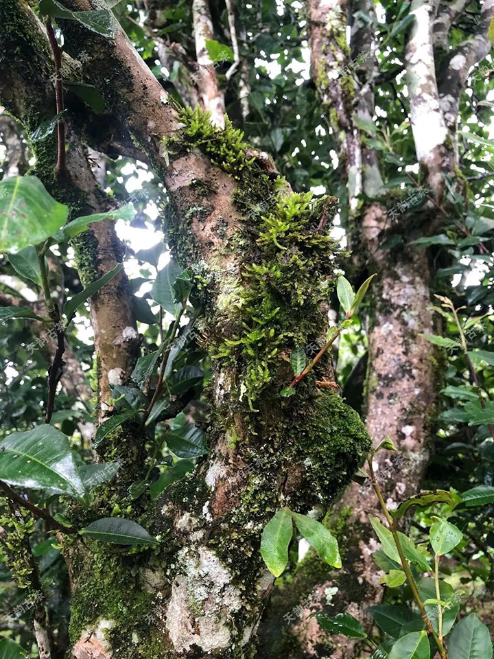 2023年永德大雪山古樹春茶品質(zhì)如何？