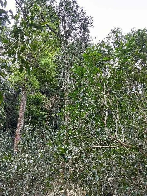 2023年多依樹古樹春茶品質(zhì)如何？