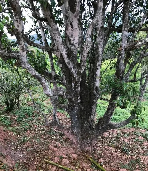 2023年易武張家灣古樹春茶特點是什么？