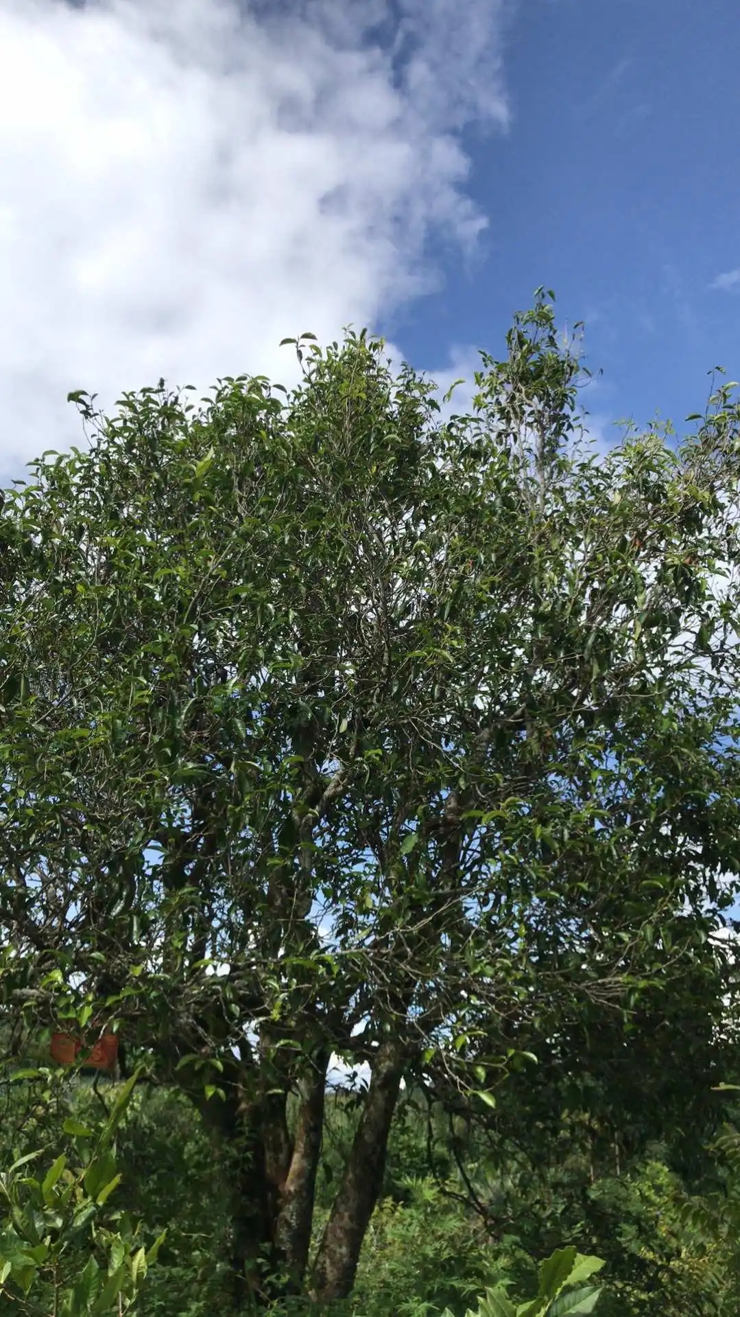 2023年鎮(zhèn)沅老烏山古樹春茶口感怎么樣？