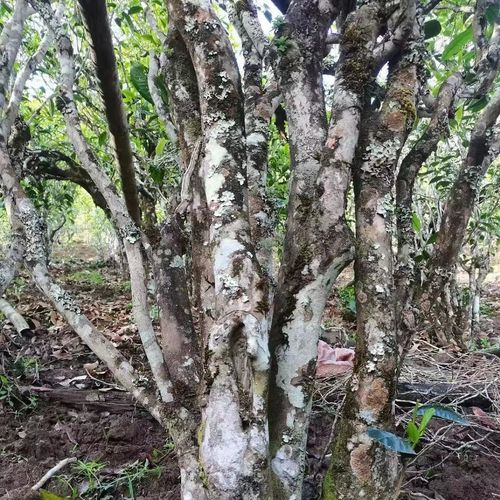 2023年鎮(zhèn)沅老烏山古樹春茶價格是多少？