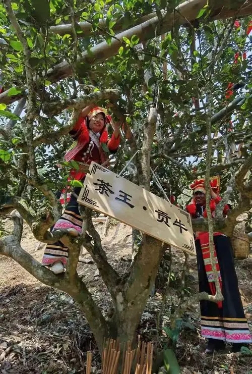 2023年普洱老安寨古樹春茶多少一公斤？