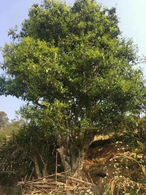 2023年千家寨古樹春茶特點是什么？