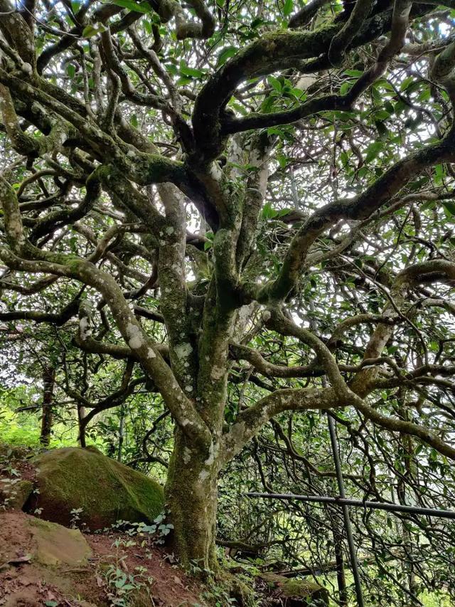 2023年千家寨古樹春茶品質(zhì)如何？