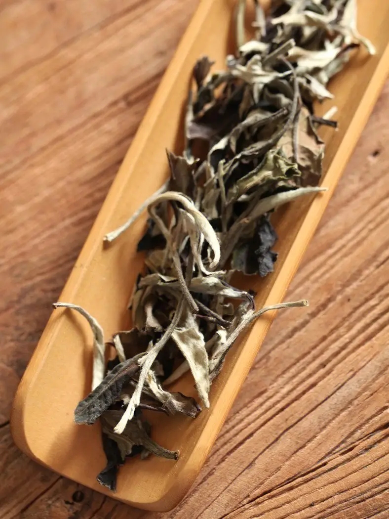 云南月光白和福鼎白茶有區(qū)別?