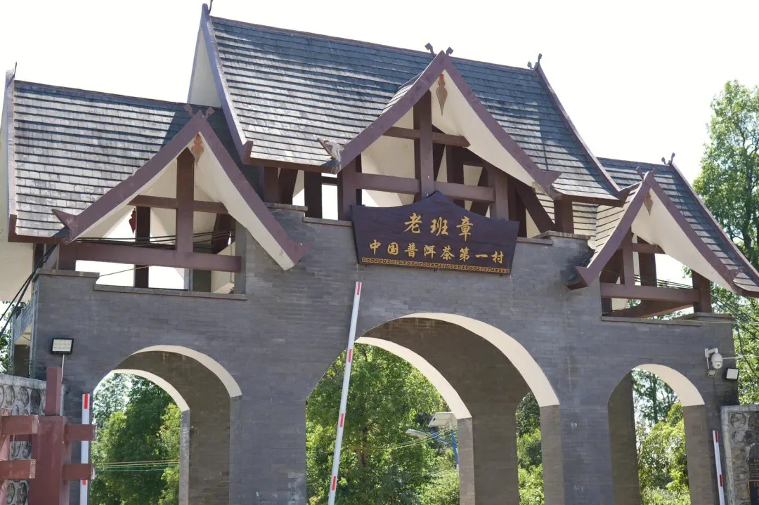 2024年老班章古樹春茶價格是多少？