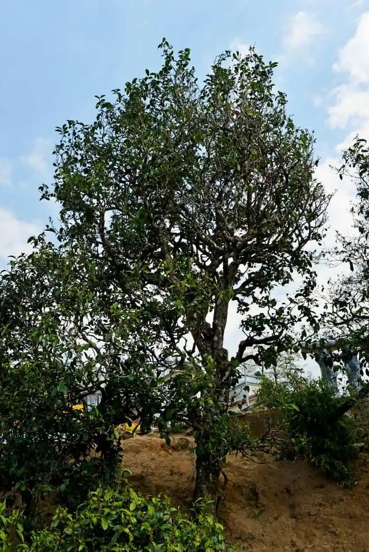 2024年冰島老寨古樹春茶口感是什么？