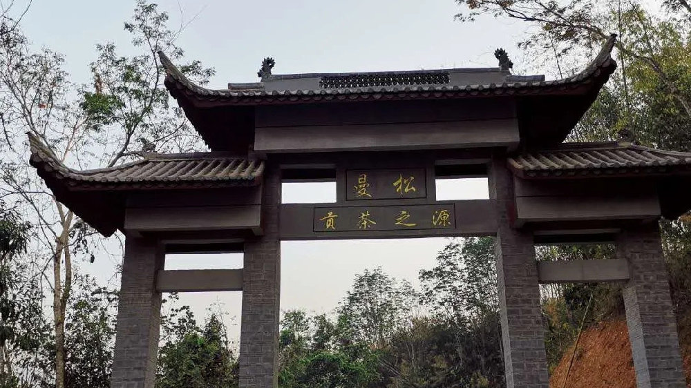 2024年曼松古樹春茶品質(zhì)如何？