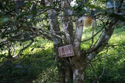 2024年薄荷塘古樹春茶特點是什么？