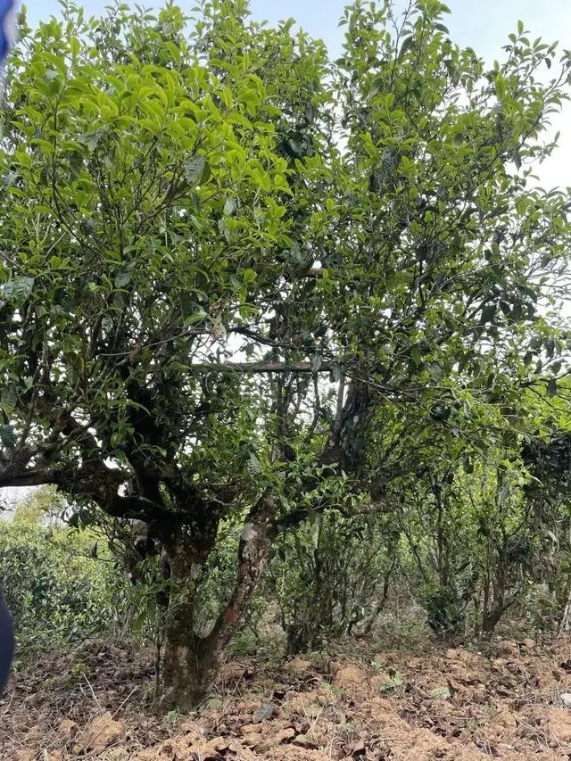 2024年薄荷塘古樹春茶價格是多少？