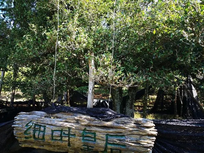 2024年困鹿山古樹春茶口感如何？