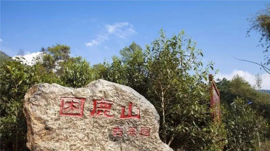 2024年困鹿山古樹春茶特點(diǎn)是什么？