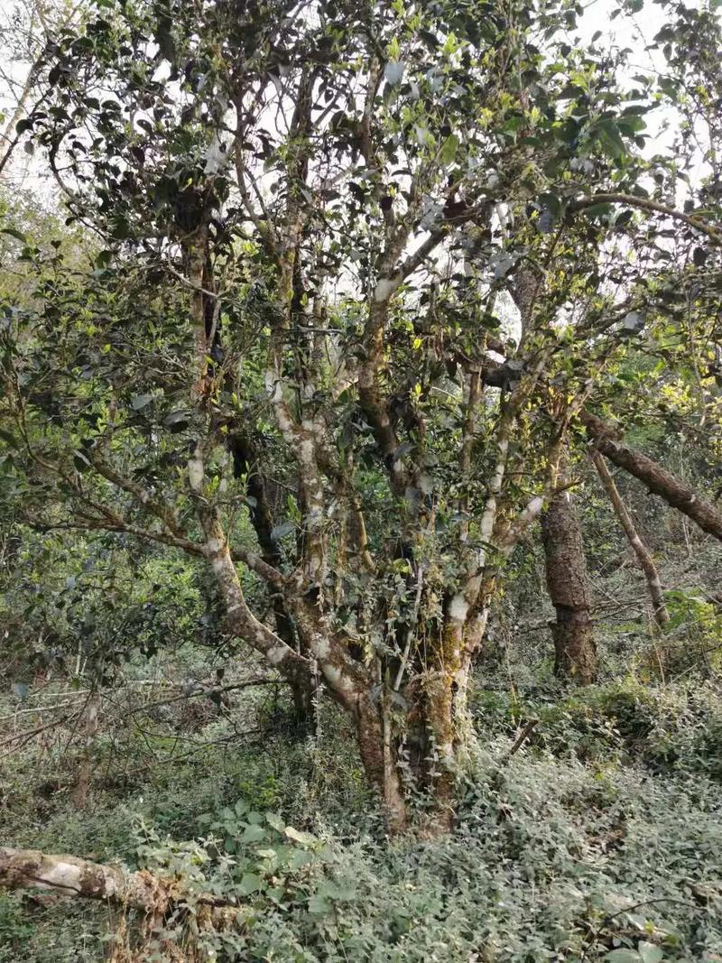 2024年迷帝古樹(shù)春茶口感如何？