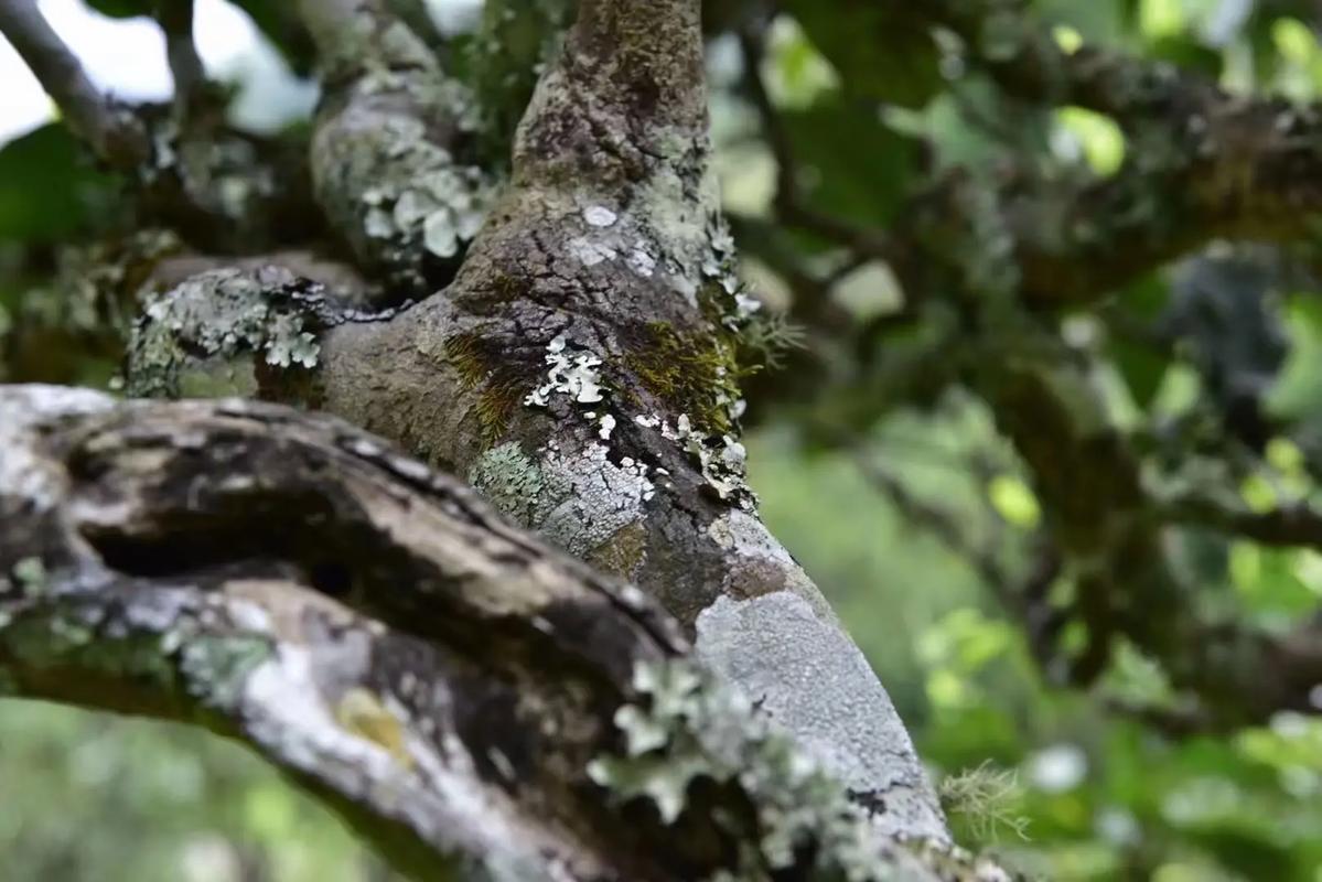 2024年迷帝古樹春茶多少錢一公斤？